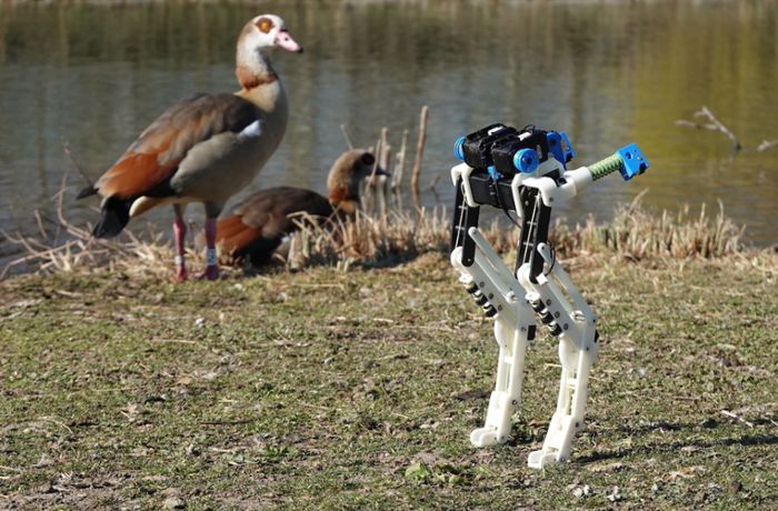 Wie Vögel den Robotern Beine machen