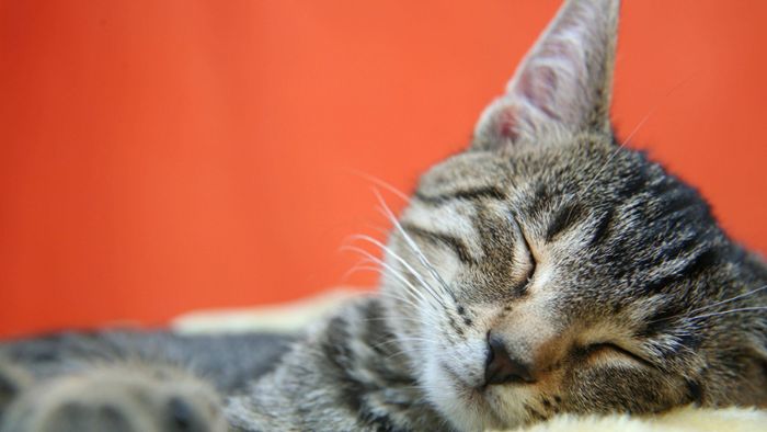 48 Katzen aus Massentierzucht in Wohnung gerettet