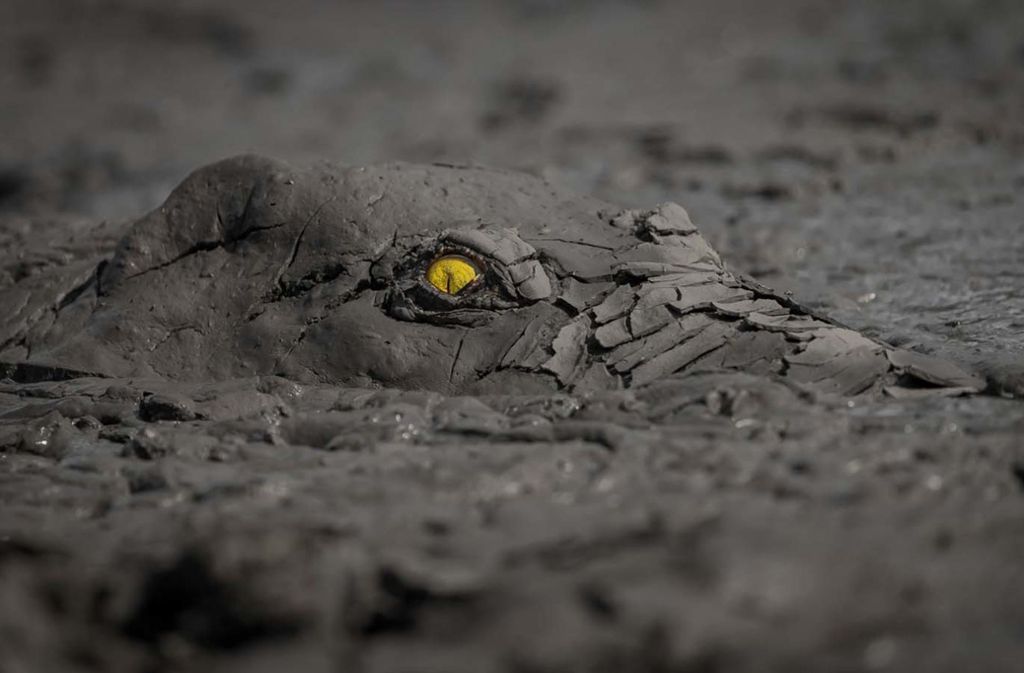 „Danger in the mud“ heißt das Siegerbild der Kategorie „Andere Tiere“. Es zeigt ein Krokodil im Schlammloch und stammt von Jens Cullmann.