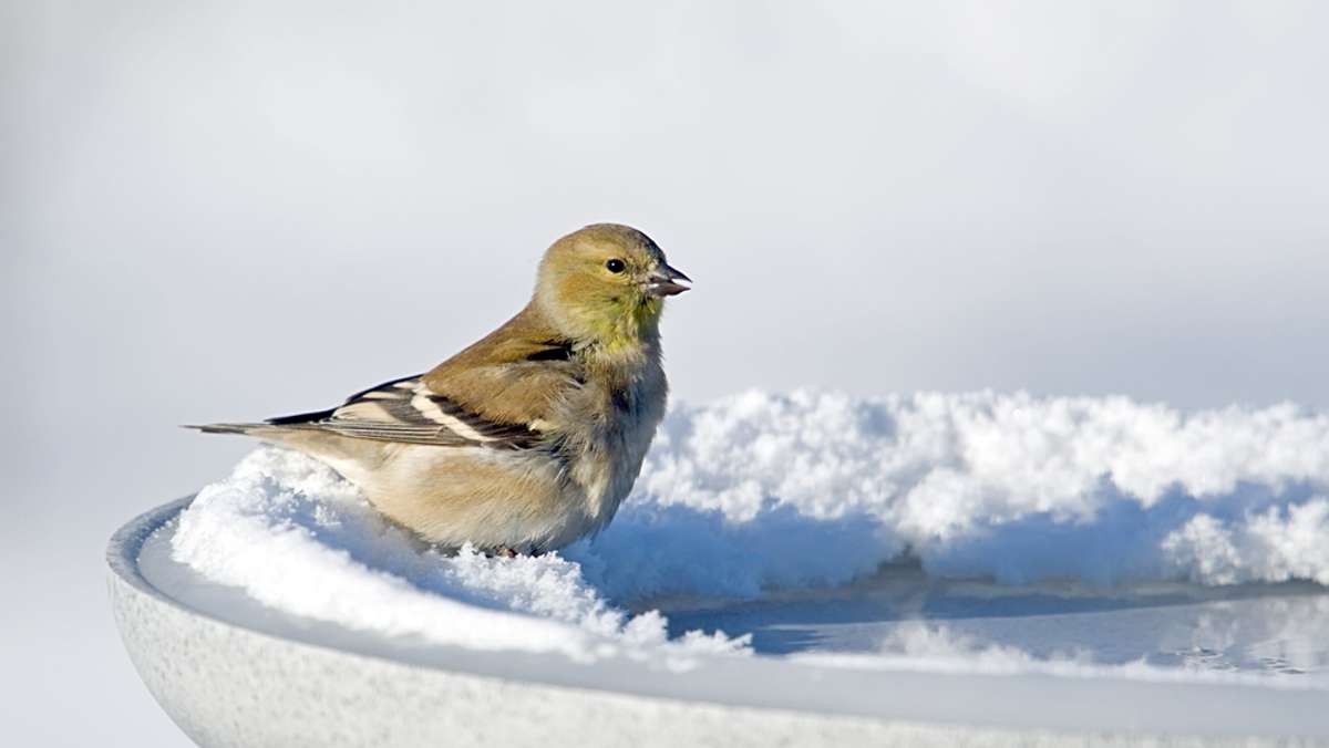 Erfahren Sie, wie Sie eine Vogeltränke im Winter vor Frost schützen können. Alle Möglichkeiten im Überblick.