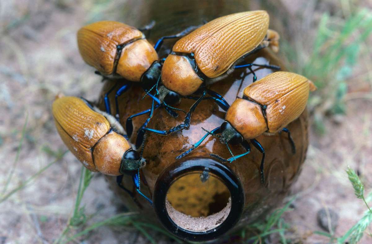 ... Manche Käfer-Männchen kopulieren sich bis zum Erschöpfungstod, andere sterben weil sie währenddessen Beute von Ameisen werden. Nur, weil ihnen das braun schimmernde Licht und die Größe der Flasche eingeredet haben, sie hätten es mit einem besonders imposanten Weibchen zu tun. Des Käfers Fetisch: eine Bierflasche.