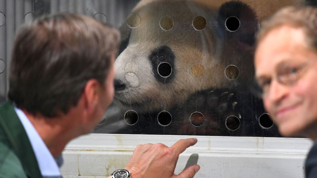Pandas in Berlin: Staatsakt für flauschige Leihgabe aus China