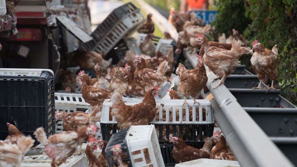 Unfall auf A1 in Österreich: Tausende Hühner blockieren Autobahn