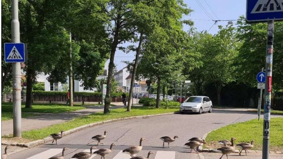 Tierische Verkehrserziehung in Stuttgart-Vaihingen: Gänse überqueren Zebrastreifen