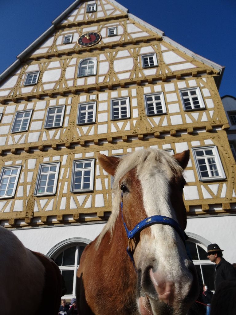 Pferd vor Rathaus.