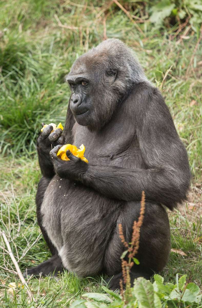 Die Gorilla-Dame Mimi ist geschätzte 59 Jahre alt. Sie kam von einer Tierfangstation in Kamerun. Dank des Washingtoner Artenschutzabkommens ist es heute nicht mehr möglich, Wildfänge zu erwerben.