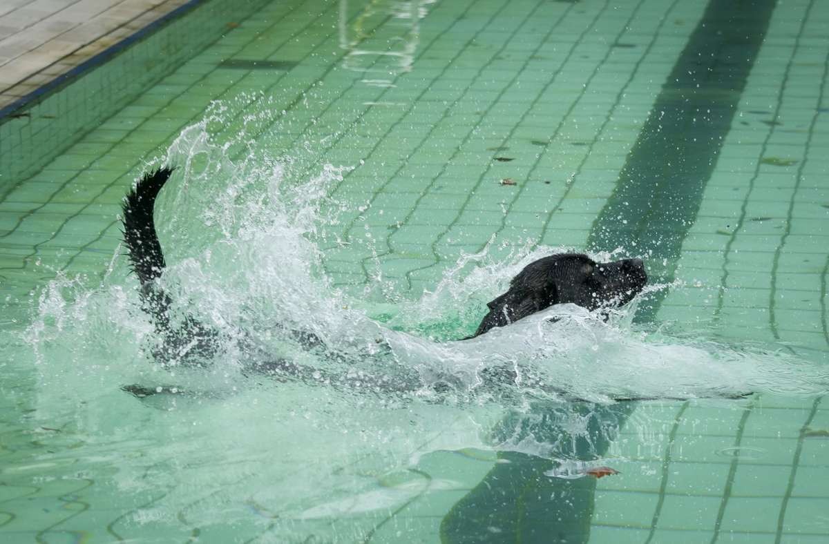 Weitere Impressionen vom Hundeschwimmen 2020.