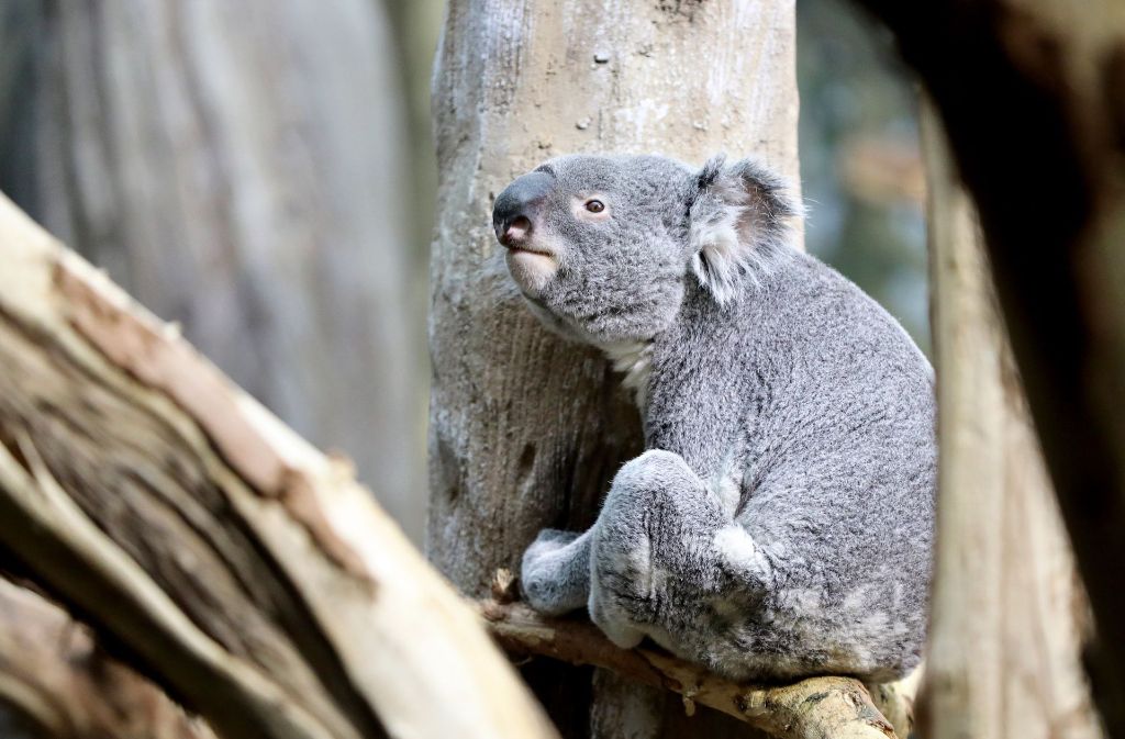Die Haltung eines Koala ist nicht ganz einfach