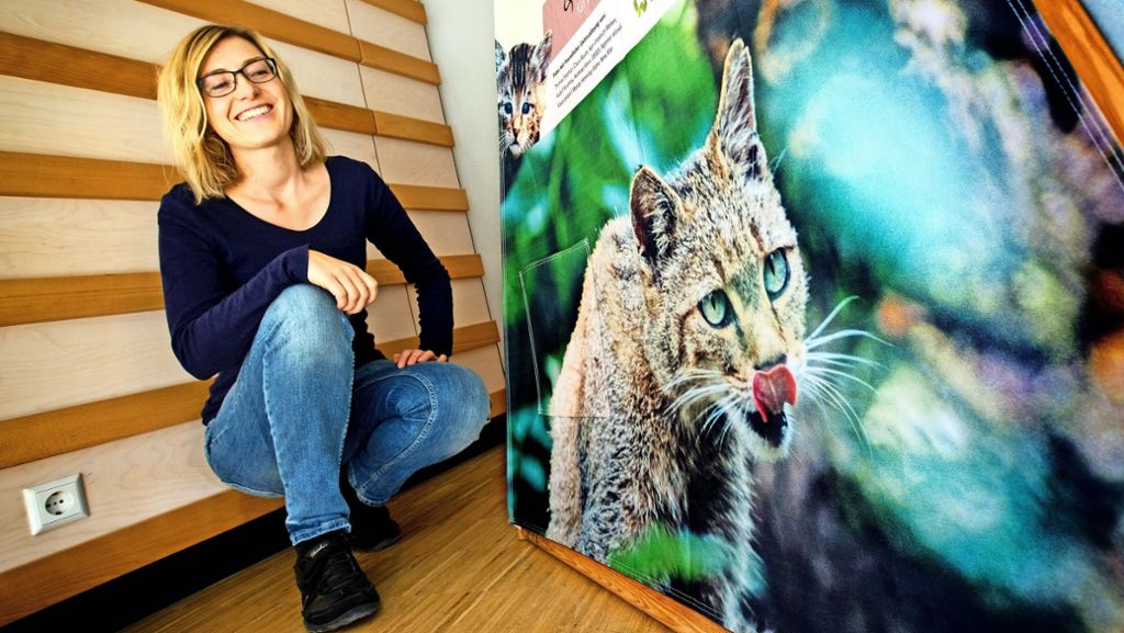 Ausstellung im Naturschutzzentrum in Lenningen-Schopfloch: Die Wildkatzenhilfe ist nicht für die Katz