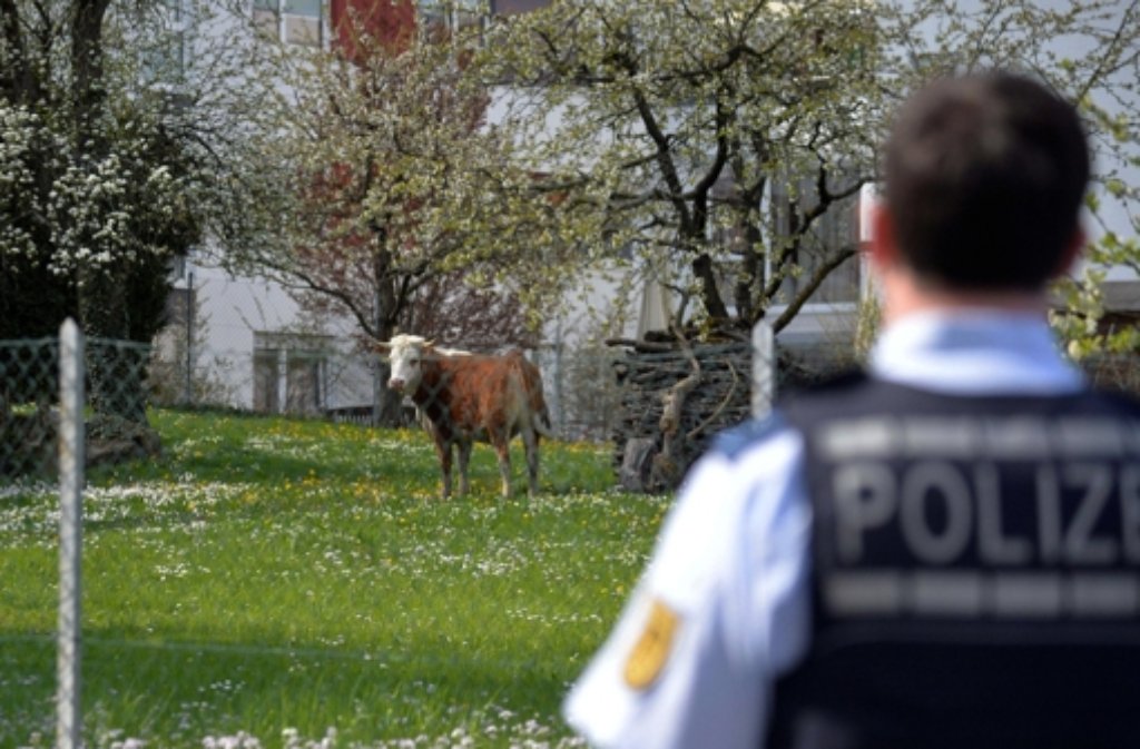 Von wegen friedlich auf der Wiese grasen - dieses Rind nimmt während eines Ausflugs am 18. April fünf Menschen auf die Hörner und löst damit einen Großeinsatz der Polizei aus. Am Ende muss die Kuh ihr Leben lassen.