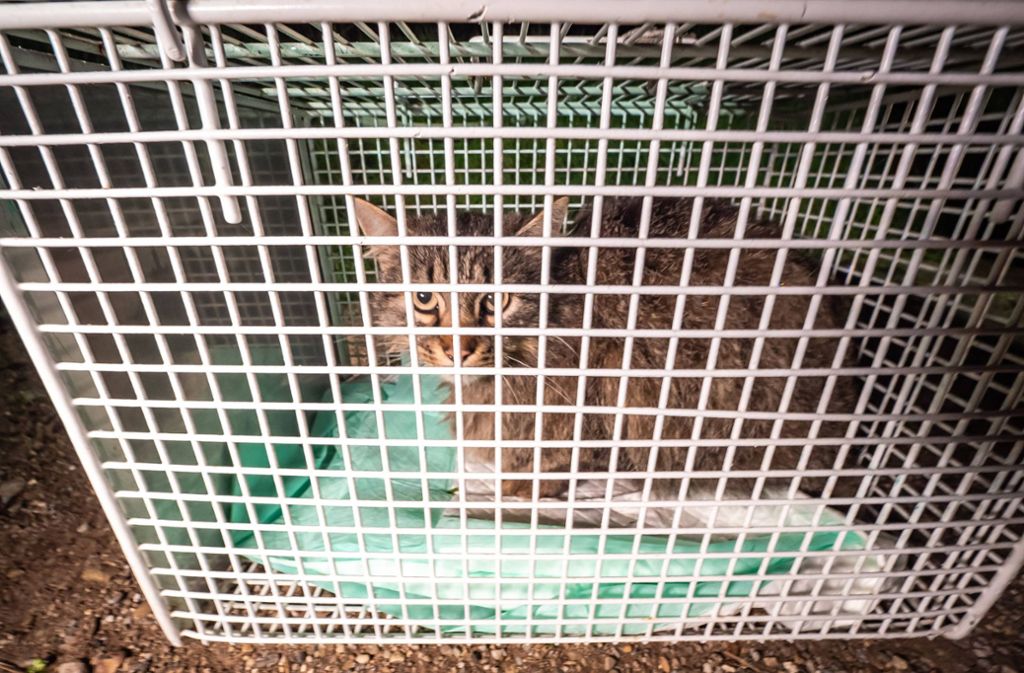 Die Katze wurde in einer Gitterbox zur Tierrettung gebracht.