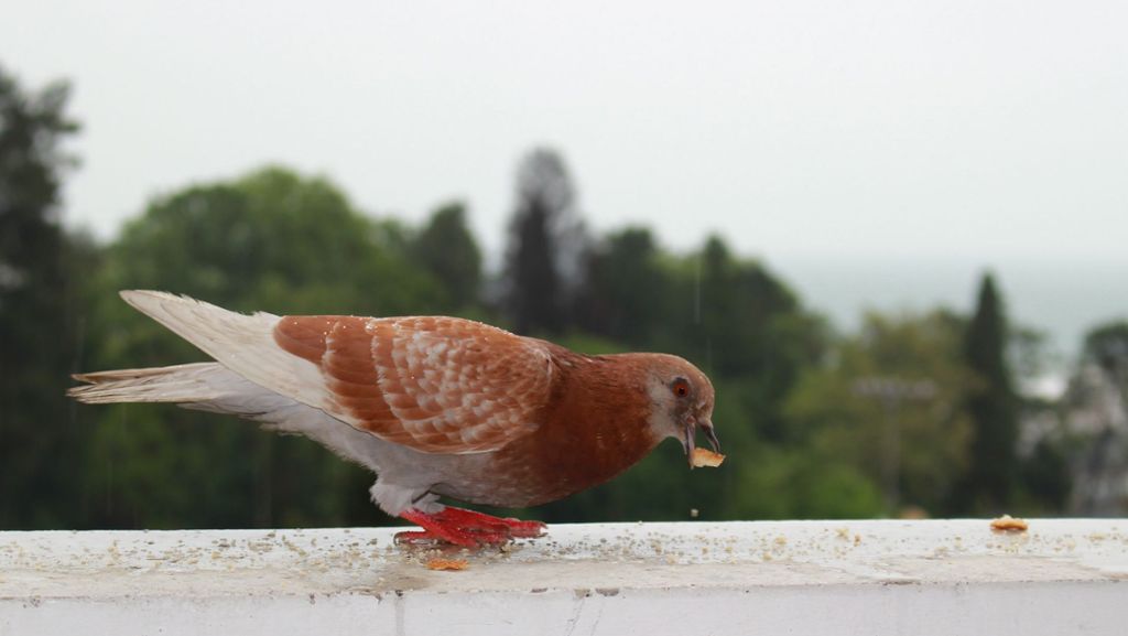  Viele Tierfreunde füttern gerne Vögel auf dem Balkon. Doch das kann Ärger mit anderen Mitbewohnern im Haus sowie dem Vermieter geben. So entscheiden Gerichte bei Streitigkeiten. 