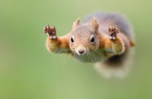 Wie Eichhörnchen springen – ohne zu fallen