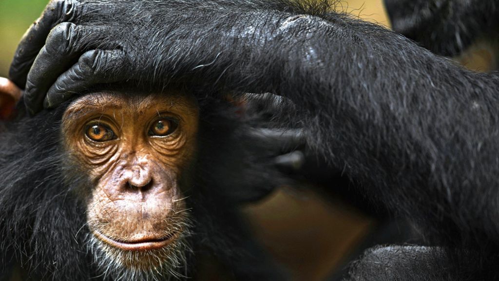 Affen-Forscher: Schimpansen und frühe Menschen –  was sie verbindet