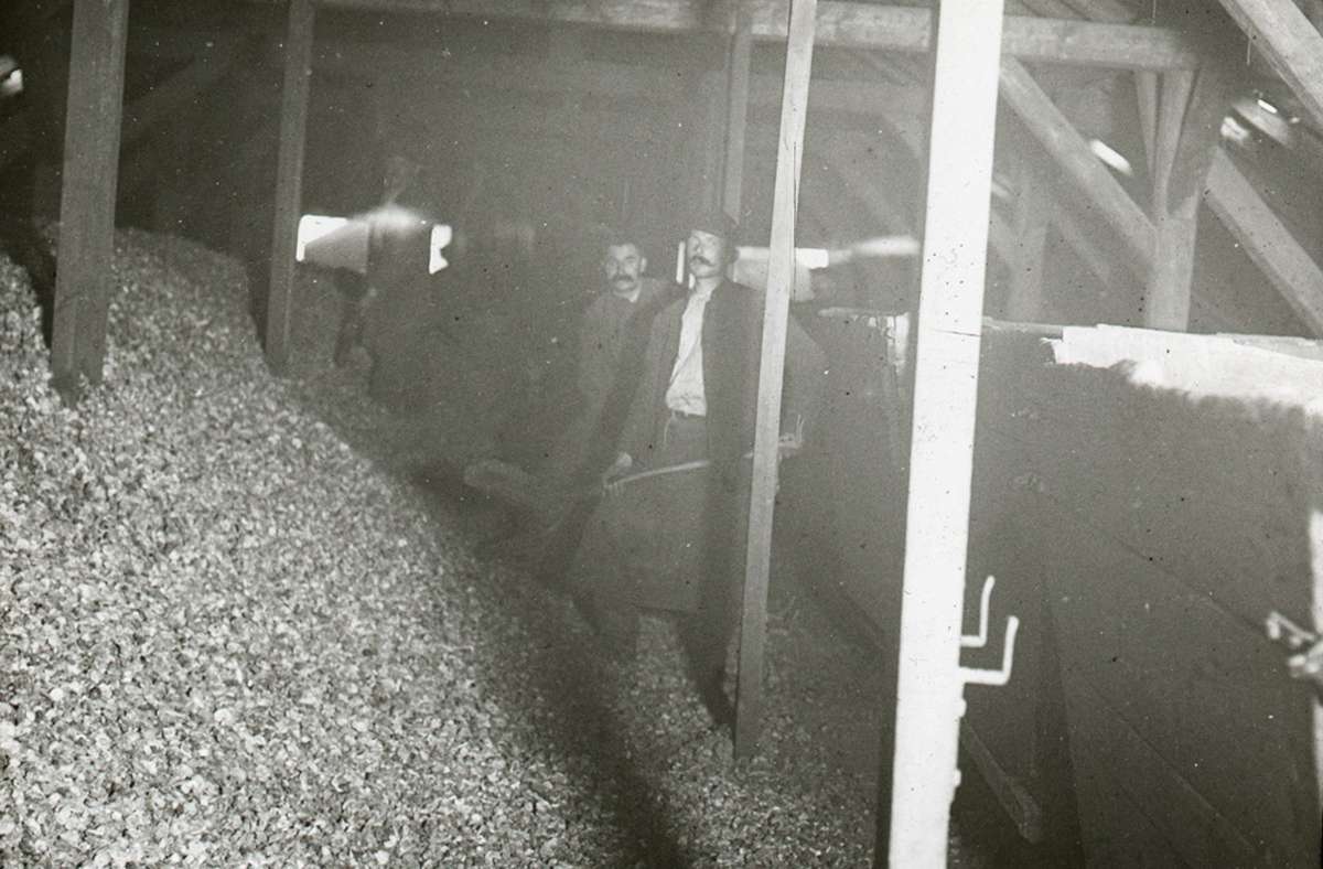 Zichorien-Lagerung 1925