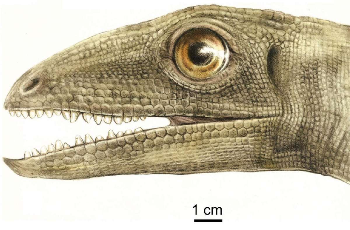Dieses Bild zeigt eine künstlerische Rekonstruktion eines Silesaurus opolensis. Fast vollständige Exemplare einer frühen Käferart haben geschätzte 230 Millionen Jahre in versteinertem Dinosaurierkot überdauert.