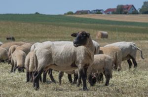 Im Nordschwarzwald sind wieder Schafe gerissen worden