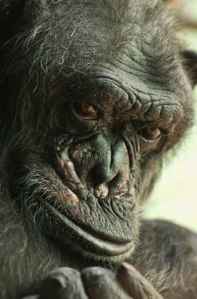Im Jahr 1958 sind drei ehemalige Zirkus-Schimpansen die ersten Menschenaffen der Wilhelma. Die letzten beiden Schimpansen verlassen die Wilhelma über 50 Jahre später, im März 2010, in Richtung Ungarn, wo Susi und Moritz (Foto) ihren Lebensabend in einer großen Gruppe Artgenossen verbringen dürfen. Die Wilhelma konzentriert sich fortan auf die Haltung von Bonobos und Gorillas.