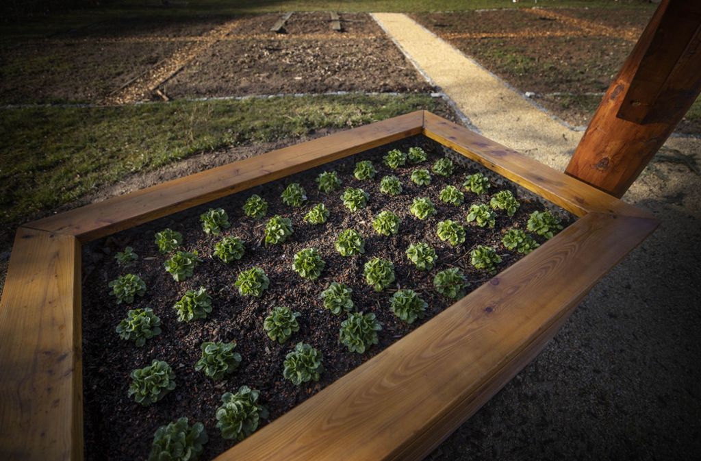 Beim Mitmach-Garten können Bürger ein eigenes Beet bepflanzen.
