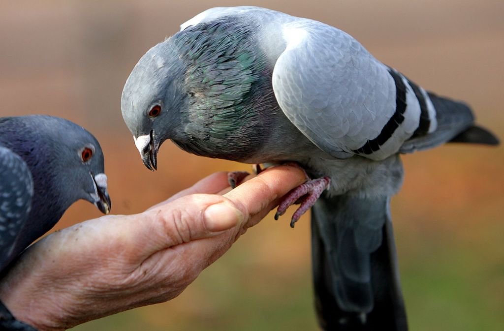 Tauben sind Menschen gewöhnt und fressen einem schon mal aus der Hand. Das muss man wollen. Foto: dpa