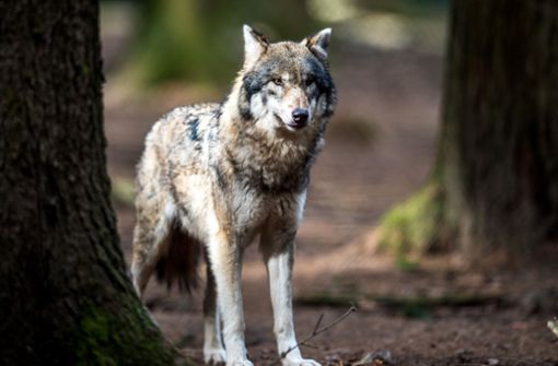 Ob es sich bei dem Tier um den Wolfsrüden handelt, der im September 2020 in dem Gebiet drei Schafe gerissen hatte, sei unklar. (Archivbild) Foto: dpa/Alexander Heinl