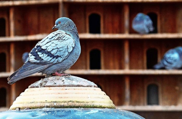 Taubenhäuser in Leinfelden-Echterdingen: Hilfe für den Vogel mit dem miesen Image