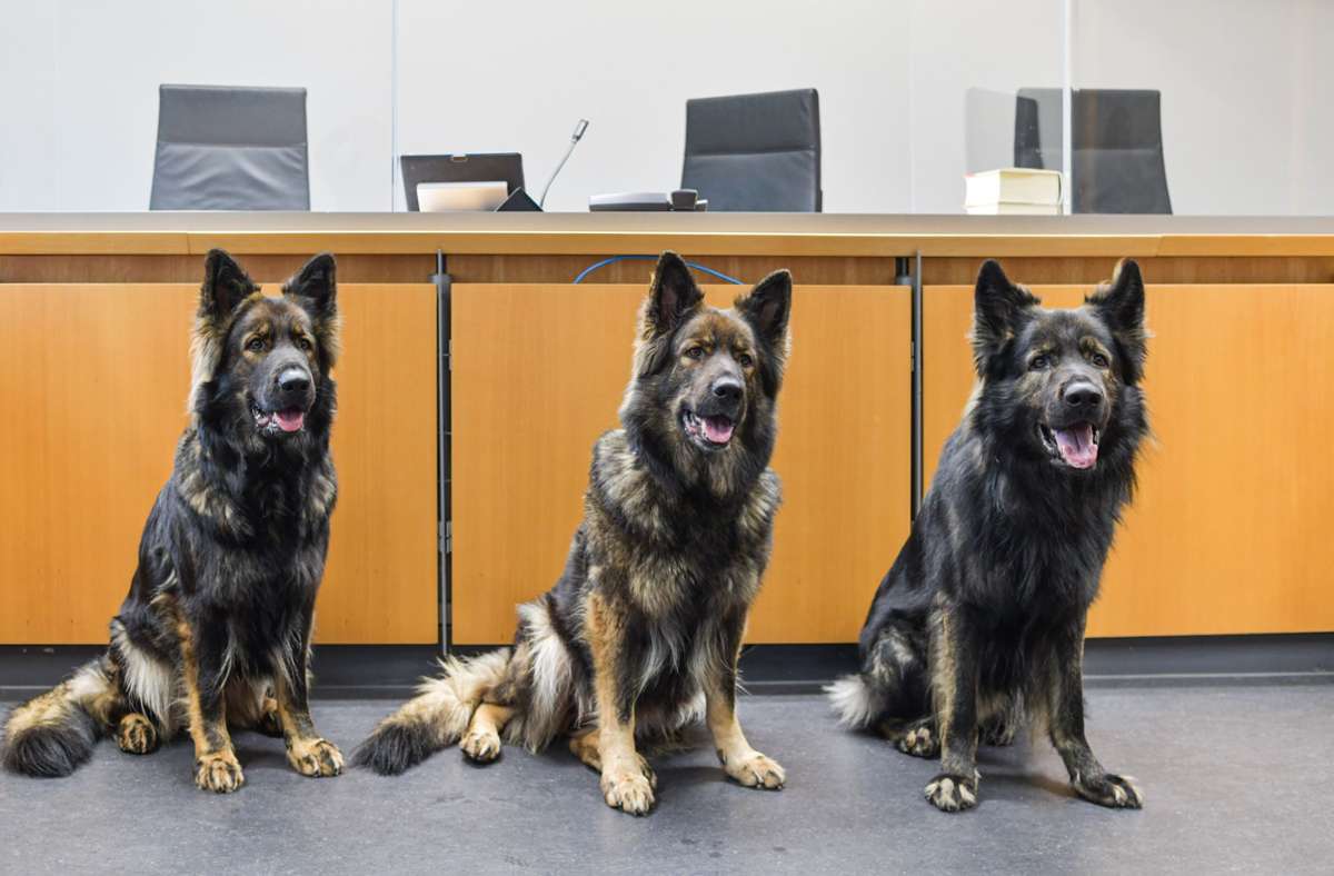 Die drei Altdeutschen Schäferhunde Daika, Viva und Al Capone sind für die Zeugenbegleitung und die Arbeit mit Straffälligen ausgebildet.