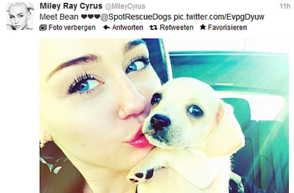 Teeniestar Miley Cyrus (20) ist total verliebt in ihr neues Hündchen. Knapp einen Monat nach dem Verlust ihrer Hundedame Lila postete sie auf Twitter mehrere Fotos von ihrem Welpen namens Bean.