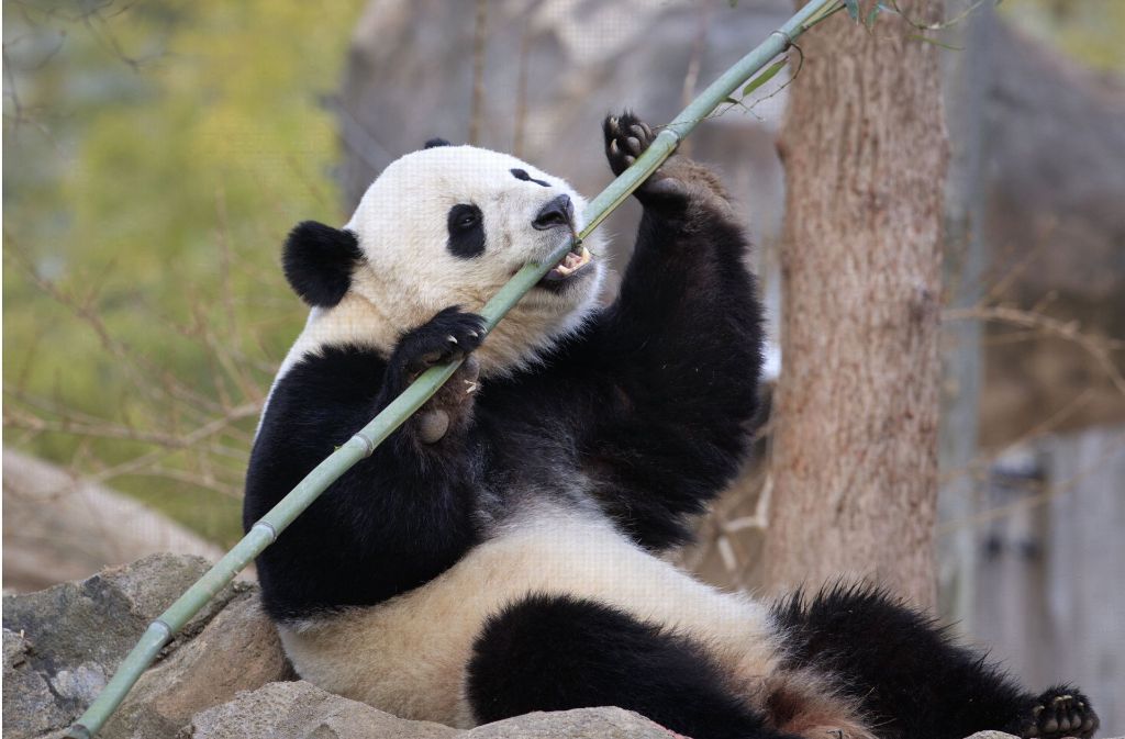 Ab nach China: Panda-Dame Bao Bao