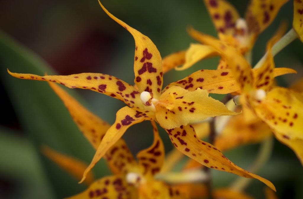 Doch es gibt auch exotischere Orchideen, die laut Metzger immer stärker im Kommen sind.