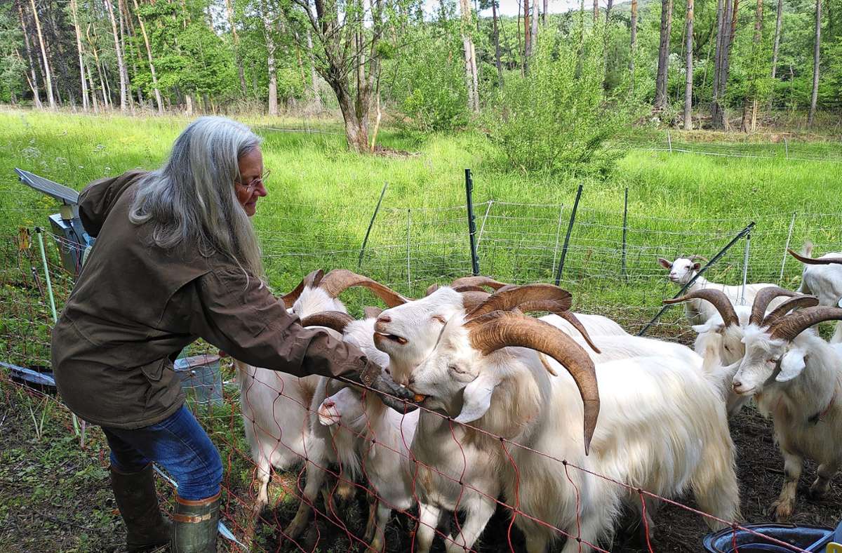 Umwelt: Ziegen fressen Hunderennbahn frei - Vimarsana News