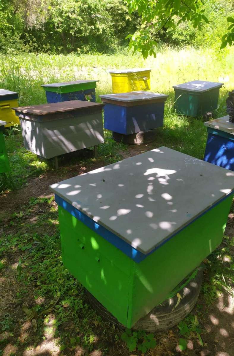 40 Bienenvölker hat Mykola Chekmez. Sie stehen in einem Wald bei Poltawa.