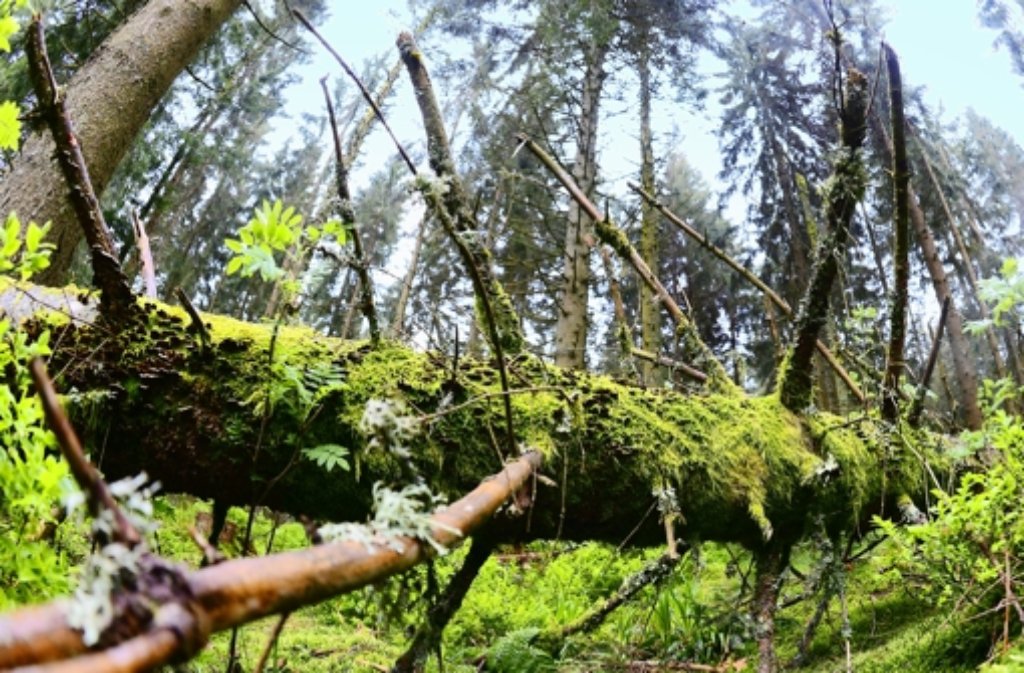 Umgestürzte Bäume bleiben in einem Nationalpark liegen. Das tote Holz wird zum Biotop. Die Geschichte des geplanten Nationalparks Nordschwarzwald zeigen wir in der Fotostrecke.