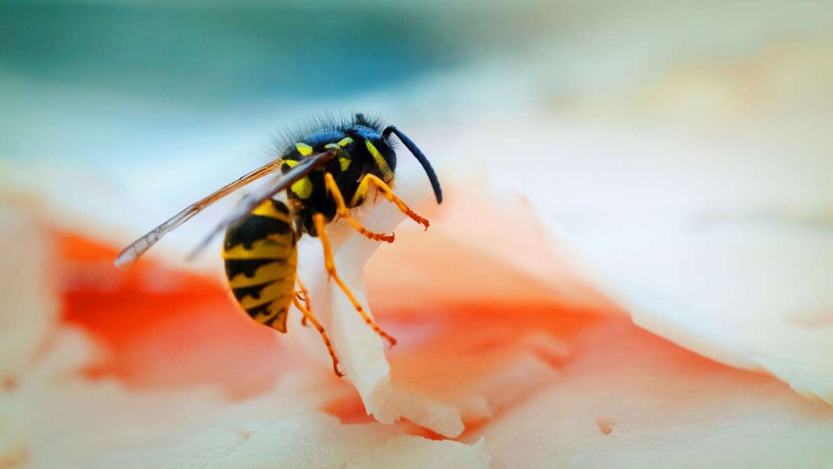  Immer wieder finden sich Fliegen, Wespen oder Maden an Lebensmitteln oder auf dem Teller. Doch bei einigen Insekten kann die Übertragung von Krankheitserregern durchaus ein Problem werden. Ein Überblick. 