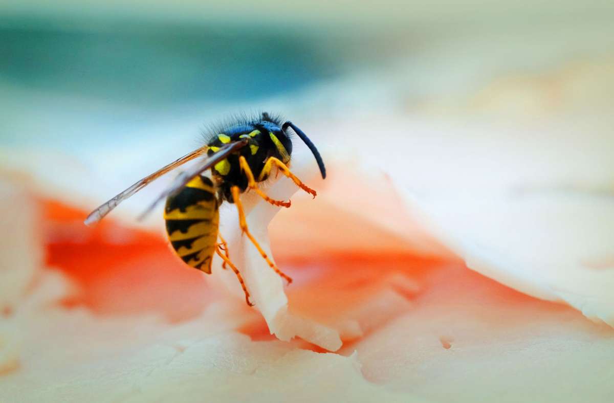 Während des Sommers suchen Wespen nach tierischem Eiweiß für die Versorgung der Larven. Erst später wird zuckerhaltige Nahrung wichtiger.