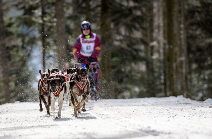 Rund 1000 Hunde pesen durch den Schnee