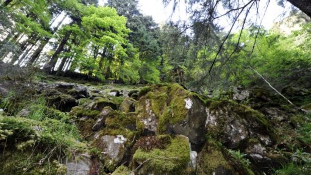 Nordschwarzwald: Die Nationalpark-Gegner setzen auf Gefühle
