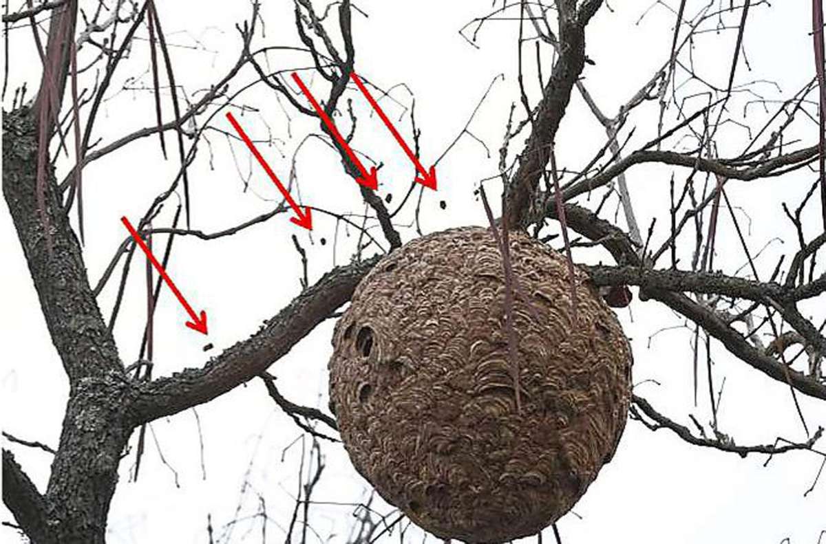 Die Nester – wie hier auf dem Symbolbild zu sehen – hängen hoch oben in Bäumen und werden meist erst nach dem Laubfall entdeckt. Die roten Pfeile markieren aktive Hornissen.