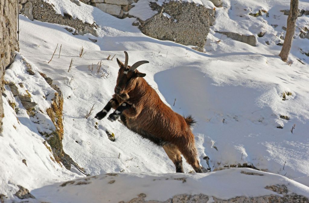 Eine Ziege springt auf dem Hohenneuffen durch den Schnee.