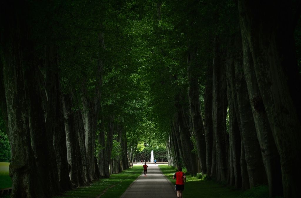 Nicht nur bei Joggern und Radfahrern sehr beliebt: Die Platanenallee im unteren Schlossgarten. Die über einen Kilometer lange Allee ist als Naturdenkmal ausgewiesen.