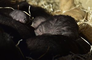 Überraschung: Zweites Gorilla-Baby geboren