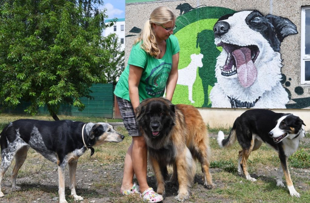 Innerhalb eines Jahres hatte Vollrath 25 Hunde gleichzeitig in Betreuung - mehr Tiere darf sie wegen einer Lärm-Auflage der Stadt nicht aufnehmen.