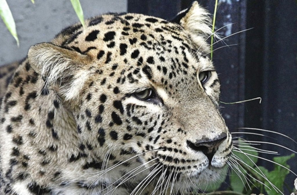 27. Mai: Trauer in der Wilhelma um Leopardendame Mesched: Das 14 Jahre alte Tier hat eine Operation wegen einer Gebärmutter- und Bauchfellentzündung nicht überlebt.