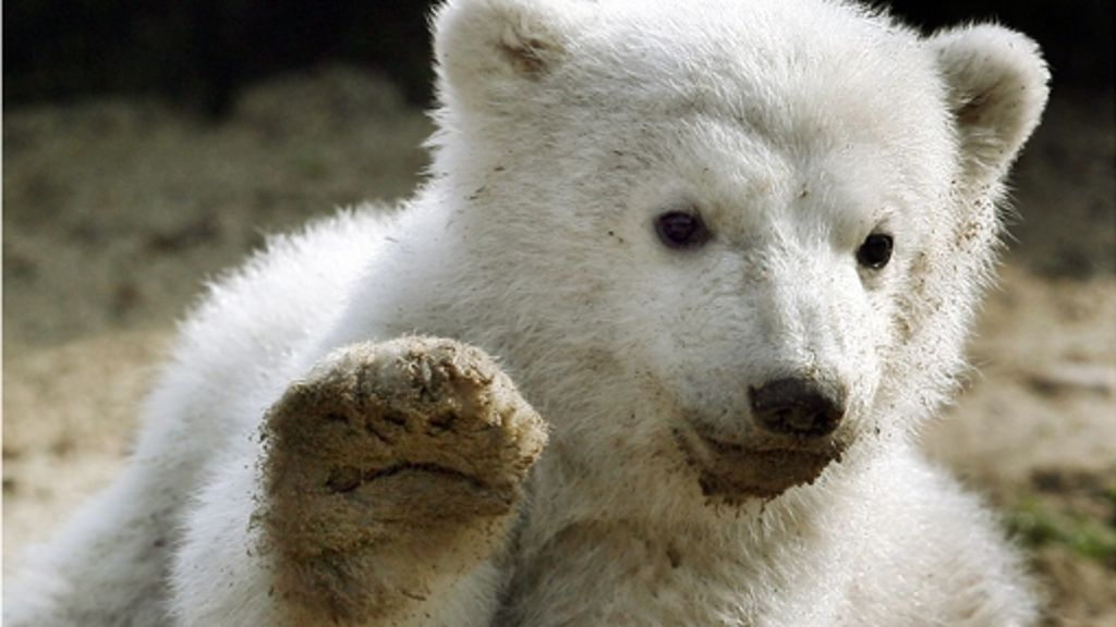 Eisbär im Berliner Zoo: Rätsel um Knuts Tod gelöst