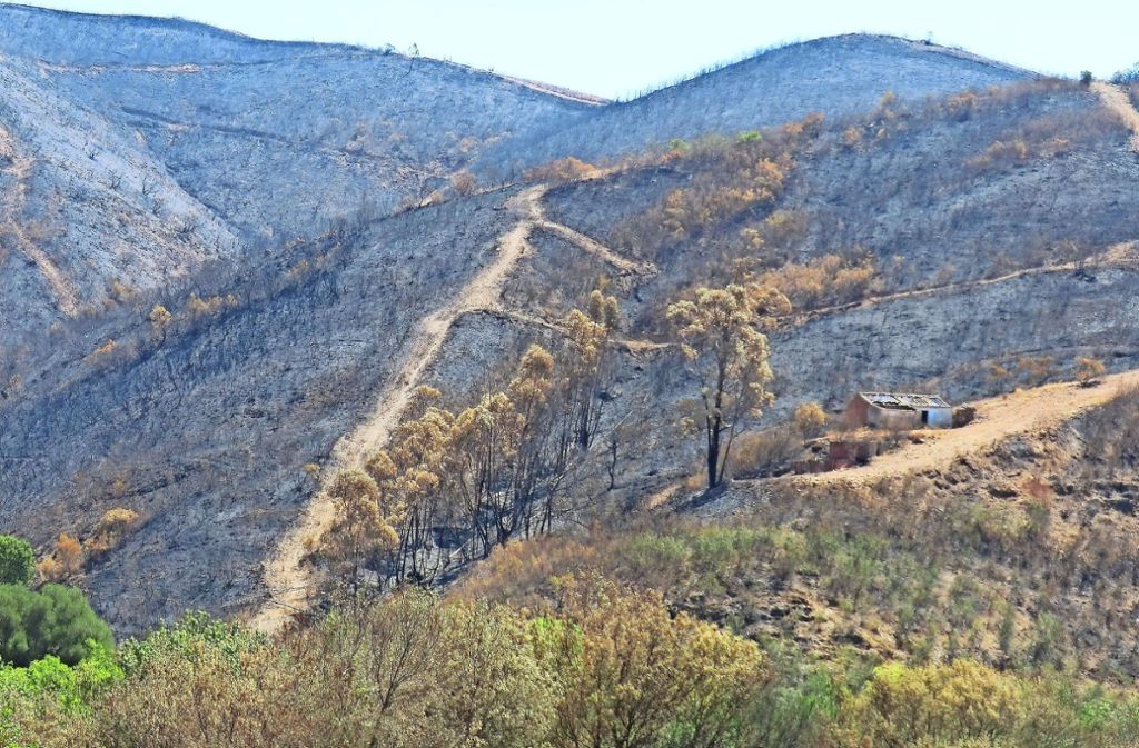 Auf dem Land von José António hat das Feuer großen Schaden angerichtet. Foto: Pois Portugal