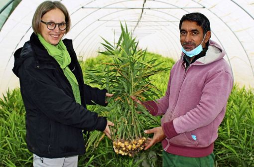 Beate Hörz, Chefin des Bio-Gemüsehofs, und ihr Mitarbeiter, der Teamleiter Sarvjot Khinda, zeigen frischen Ingwer, den sie erstmals 2020 angebaut haben. Foto: Caroline Holowiecki