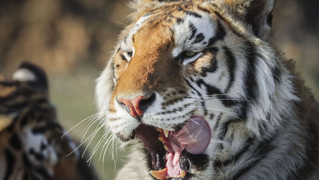 Corona-Krise: Tiger in New Yorker Zoo mit dem Virus infiziert