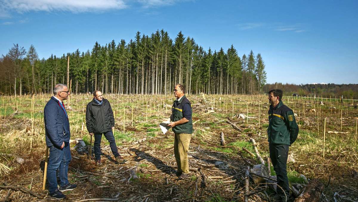  Weil Fichte, Eiche und Buche aufgrund des Klimawandels bald ausgedient haben könnten, erforschen Freiburger Wissenschaftler andere Baumarten. Drei Versuchsflächen liegen im Kreis Esslingen. 