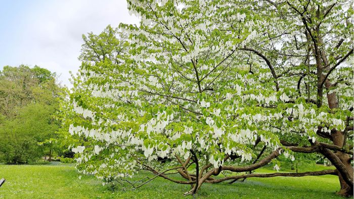 Selten und blütenweiß: Stuttgarts Taschentuchbäume