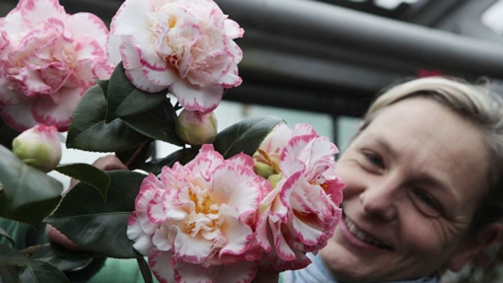 Stuttgarter Wilhelma: Margaret Davis ist die schönste Kamelienblüte Deutschlands